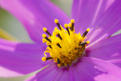 Close-up of purple flower blooming outdoors