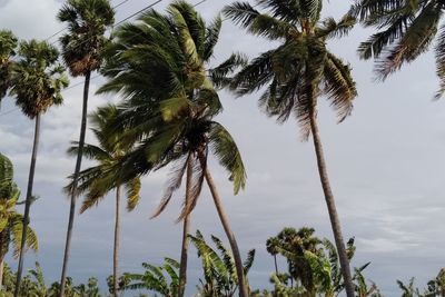 Low angle view of palm trees against sky