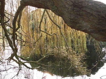 Close-up of bare tree against sky