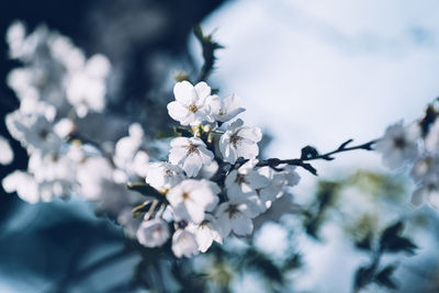 Close-up of white cherry blossoms