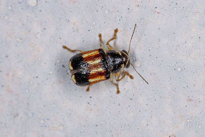 Close-up of insect on wall