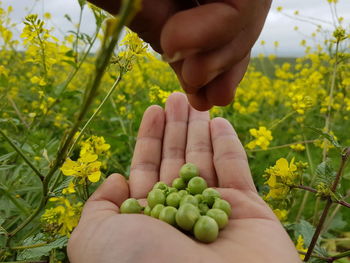 Cropped image of person holding yellow flower