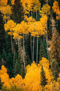 High angle view of yellow autumn trees in forest