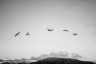 Low angle view of birds flying against clear sky