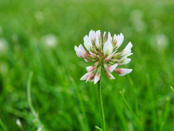 Close-up of flowering plant on field