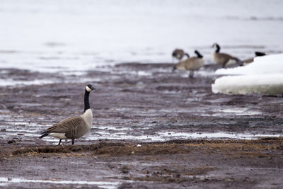 Canada goose standing proudly in muddy river bank in late winter, with other birds in soft focus 