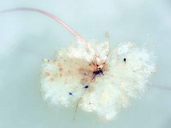 Close-up of insect on white flower