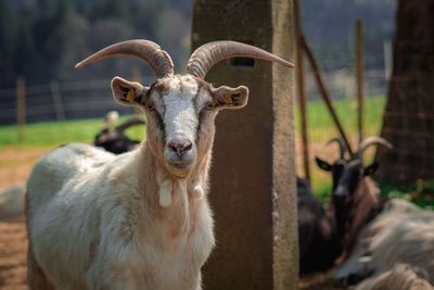 Goat standing on field