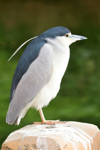 Close-up of bird perching on wooden post