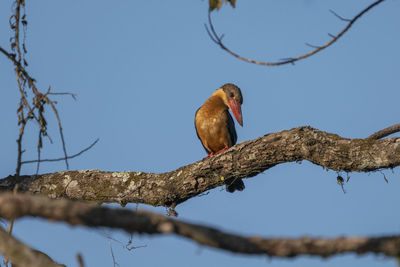 Low angle view of bird perching on branch against sky