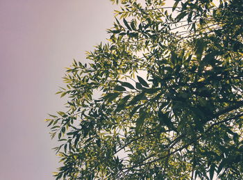 Low angle view of tree against sky