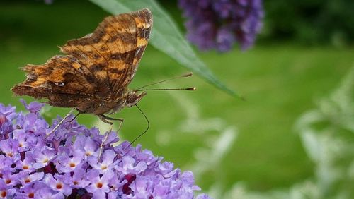 Close-up of butterfly perching on flower