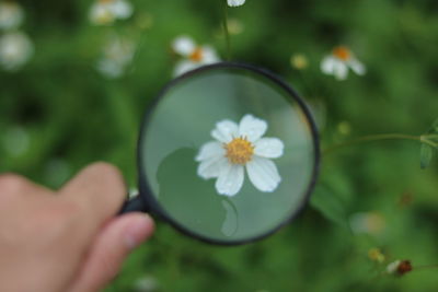 Cropped image of hand holding flowering plant