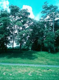 Trees on grassy field