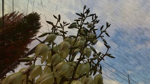 Low angle view of plants against sky