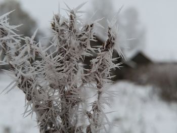 Close-up of thistle on plant during winter