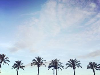 Low angle view of palm trees against blue sky