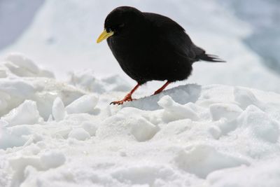 Close-up of bird on snow