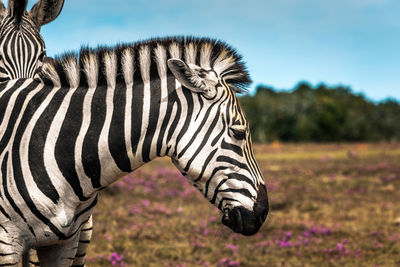 View of a horse on field