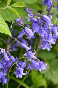 Close-up of purple flowers blooming