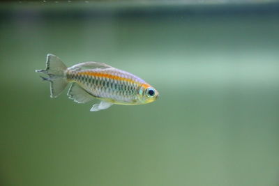 Close-up of fish swimming in sea