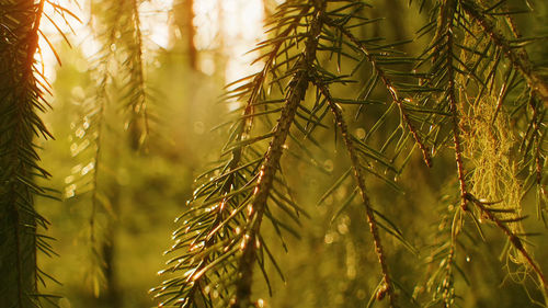 Coniferous branches in the rays of the sun, bright sunny picture of tree branches