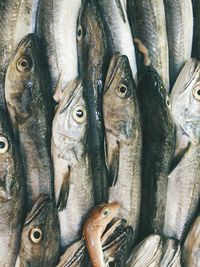 Close-up of fish for sale at market