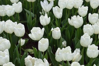 Full frame shot of white flowers blooming outdoors