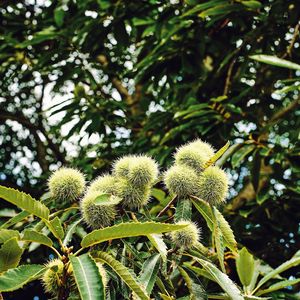 Low angle view of plant growing on tree