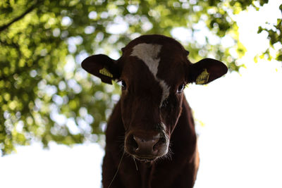 Portrait of cow on tree