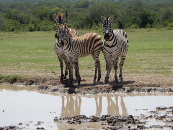 Vigilant zebras on a puddle