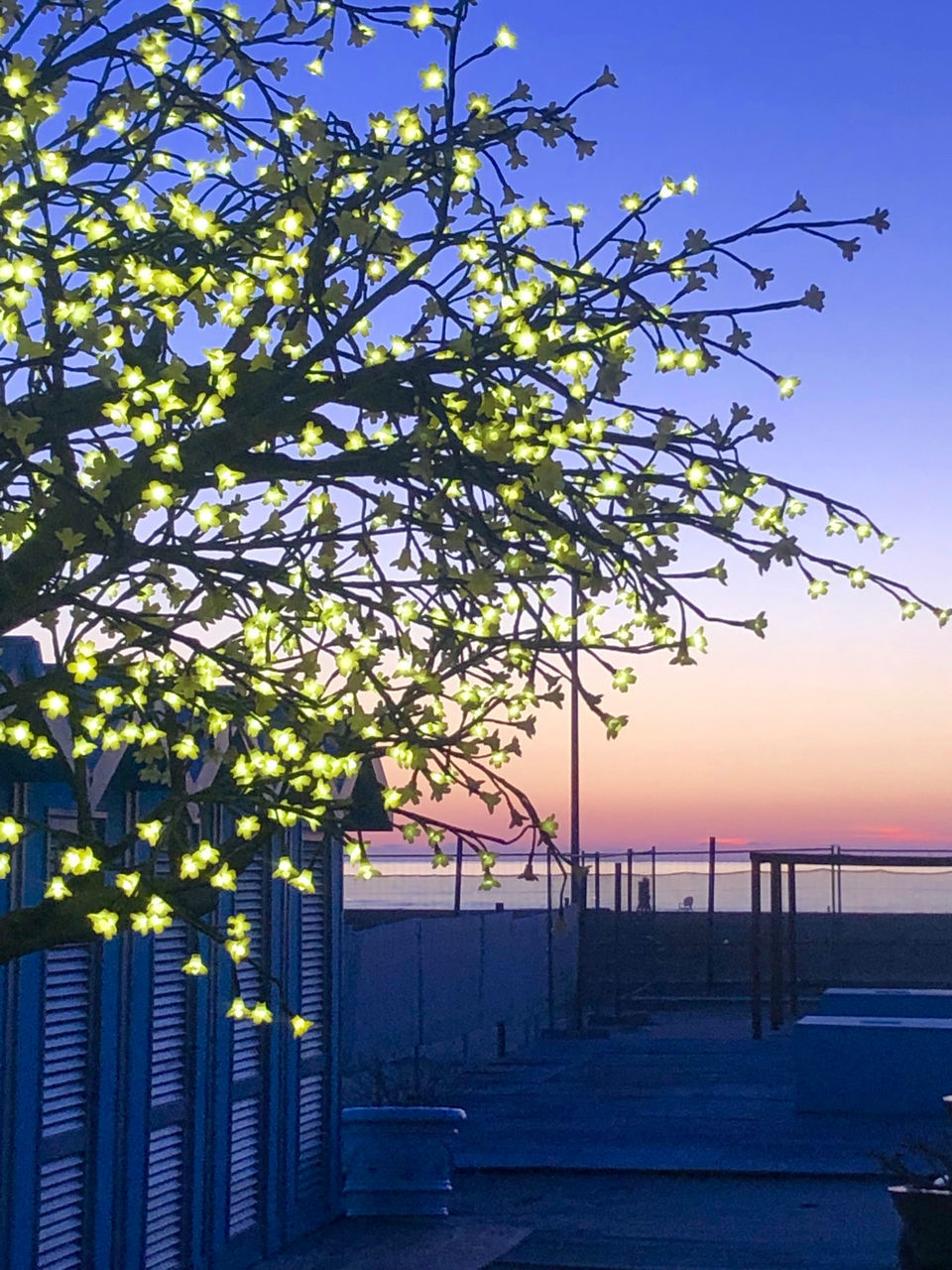 TREE BY SEA AGAINST CLEAR SKY