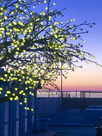 Tree by sea against clear sky during sunset