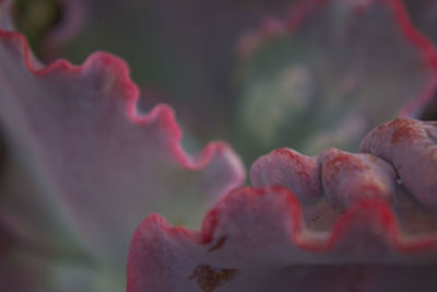 Close-up of red flower against blurred background