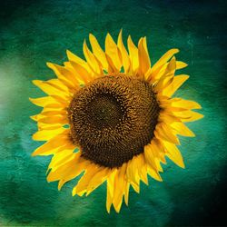 Close-up of sunflower blooming outdoors