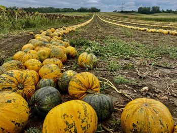 View of pumpkins on field