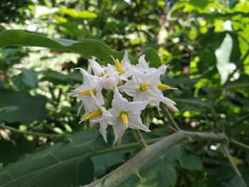 Close-up of white flowering plant