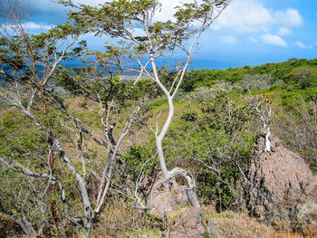 Plants growing on land against sky