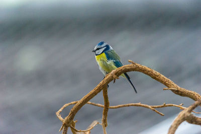 Close-up of bluetit perching on branch