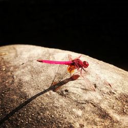 Close-up of insect