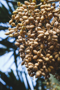 Close-up of fresh tree