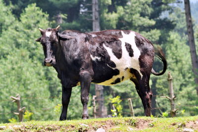 Portrait of cow standing on tree