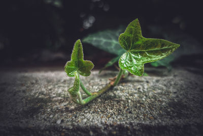 Close-up of small plant growing outdoors