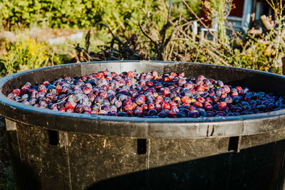 Close-up of plums in a barrel