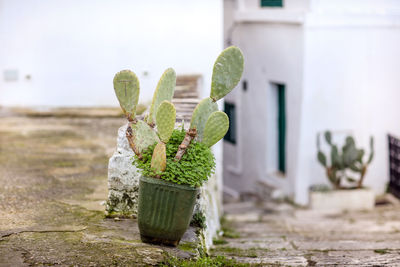 Close-up of succulent plant against building