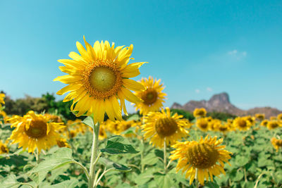 Close-up of sunflower on field against sky