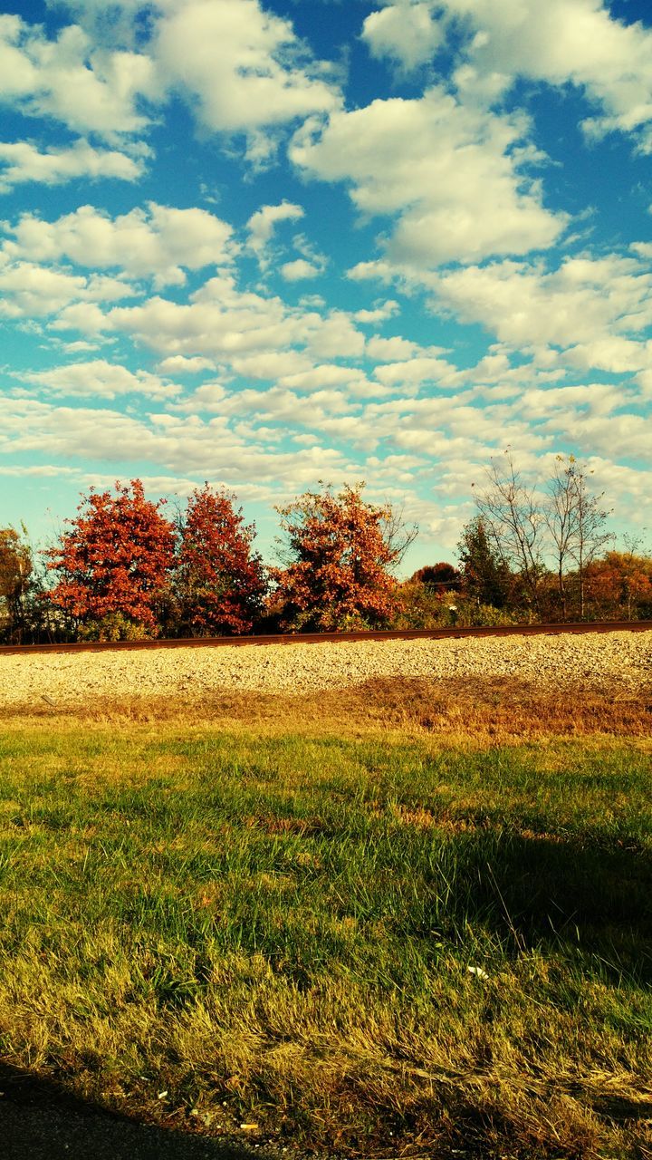 TREES ON GRASSY FIELD