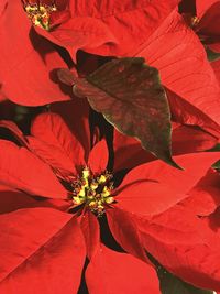 Close-up of red hibiscus flower