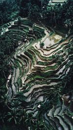 High angle view of terraced field