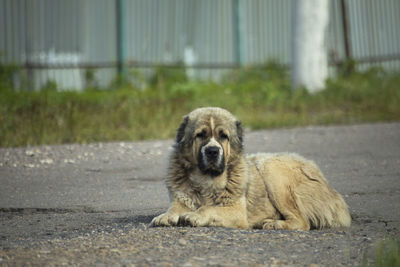 Caucasian shepherd dog. homeless dog lies on asphalt. big kind face.